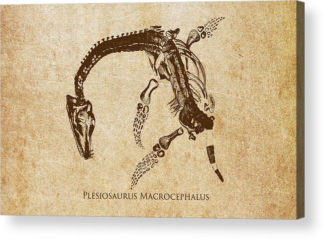 Plesiosauria Acrylic Print featuring the digital art Dinosaur Plesiosaurus Macrocephalus by Aged Pixel
