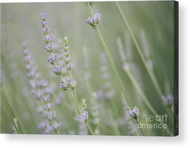 Lavender Acrylic Print featuring the photograph Direction .... by Lynn England