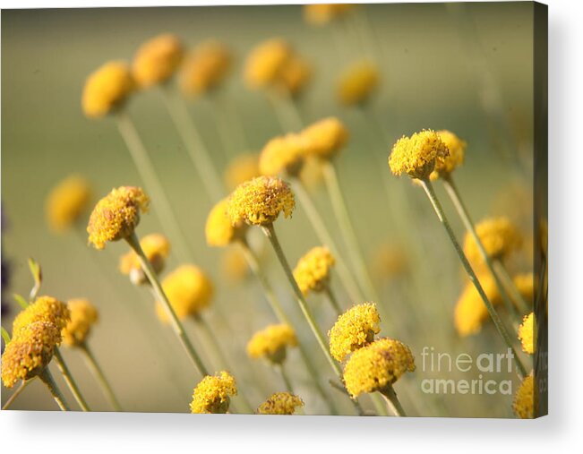 Yellow Acrylic Print featuring the photograph Direction in Yellow..... by Lynn England