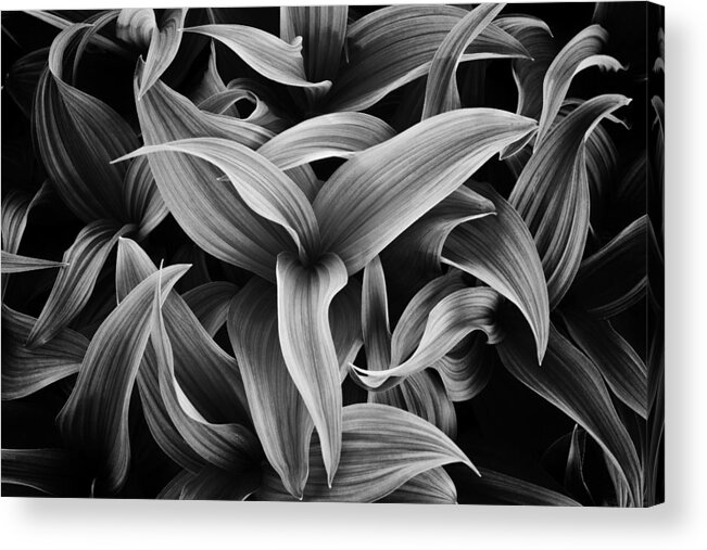 Plant Acrylic Print featuring the photograph Directions of Life by Darren White