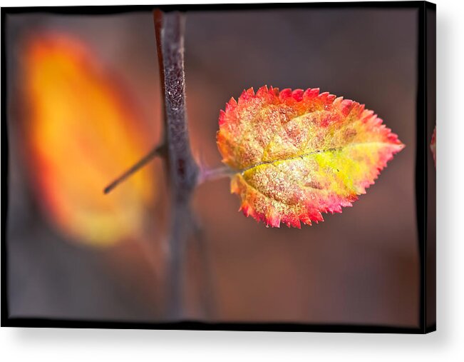 Fall Acrylic Print featuring the photograph Distinctive by Jonathan Nguyen