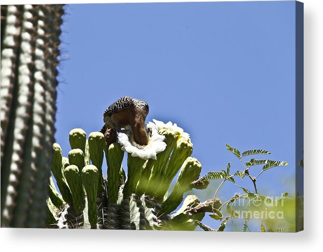 Arizona Acrylic Print featuring the photograph Dive In by Kathy McClure