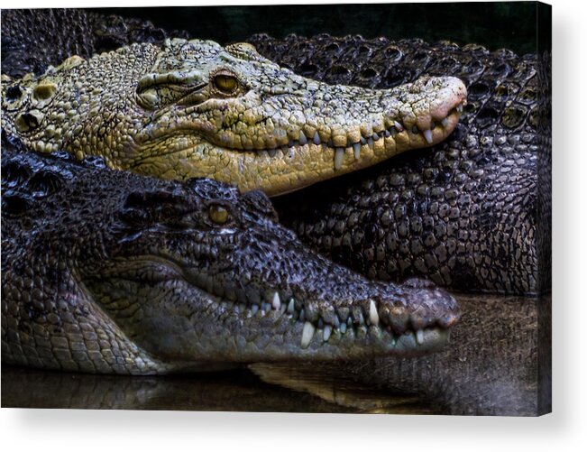 Alligator Acrylic Print featuring the photograph Diversity by Ray Shiu