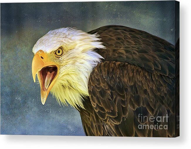 Bird Acrylic Print featuring the photograph Do It Or Else by Teresa Zieba
