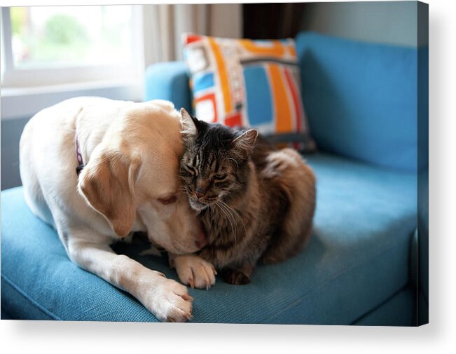 Pets Acrylic Print featuring the photograph Dog And Cat by Kimberlee Reimer