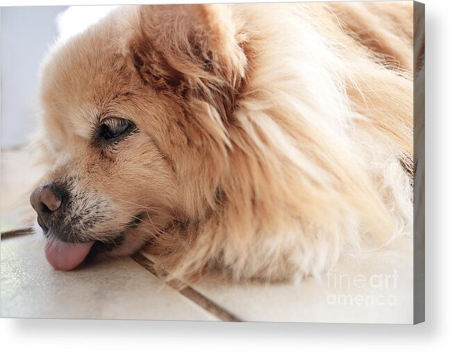 Dog Acrylic Print featuring the photograph Dog Nap by Charline Xia