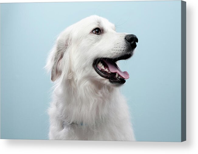 Pets Acrylic Print featuring the photograph Dog Portrait by Felipe Buccianti