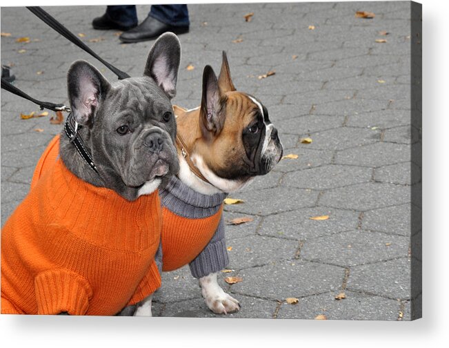 Dogs Acrylic Print featuring the photograph Dogs in Sweaters by Diane Lent