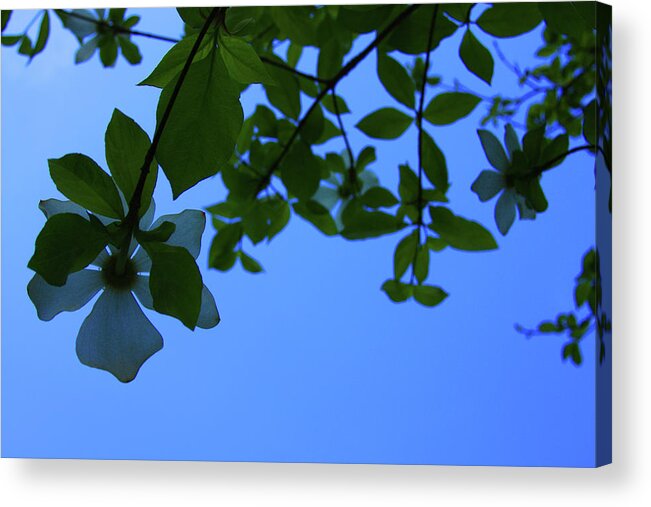 Dogwood Acrylic Print featuring the photograph Dogwood Flowers at Dusk by James Knight