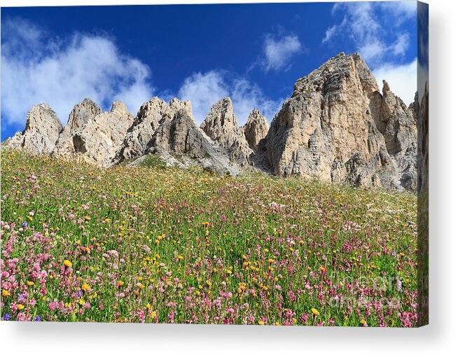 Alpine Acrylic Print featuring the photograph Dolomiti - flowered meadow by Antonio Scarpi