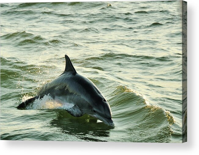 Animal Themes Acrylic Print featuring the photograph Dolphin At Dusk by Albert G. Butzer