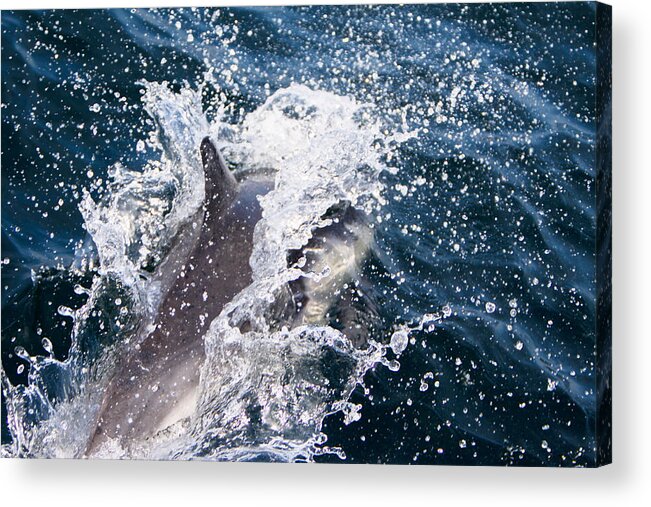 Animal Acrylic Print featuring the photograph Dolphin Splash by John Wadleigh