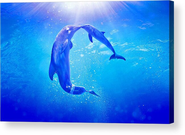Dolphin Tale 2 Acrylic Print featuring the photograph Dolphin Tale 2 by Movie Poster Prints