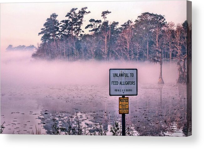 Feed The Alligators That Is. Not Only Is It Dangerous But It Is Illegal As Well In Brunswick County's Orton Pond In North Carolina. Acrylic Print featuring the photograph Don't Do It by JC Findley
