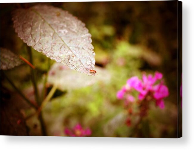 Red Ant Acrylic Print featuring the photograph Don't Look Down by Laureen Murtha Menzl