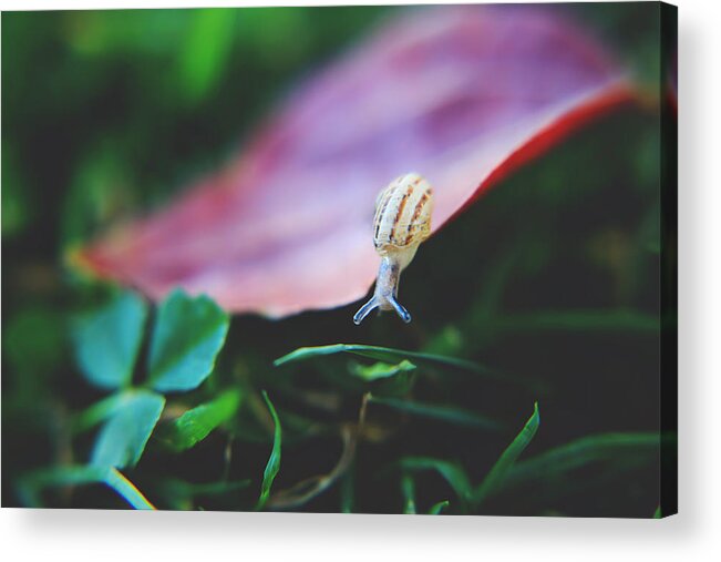 Nature Acrylic Print featuring the photograph Don't Stop Reaching by Laurie Search