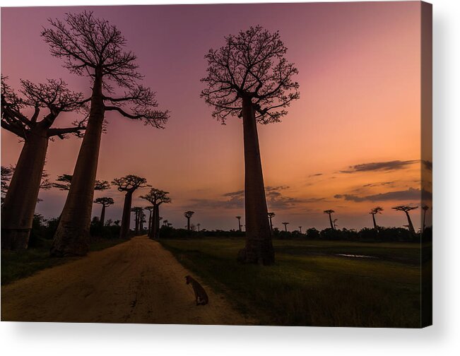 Baobab Acrylic Print featuring the photograph Don't Wake Me by Linda Villers