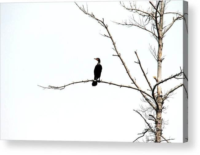 Cormorant Acrylic Print featuring the photograph Double Crested Cormorant by Debbie Oppermann