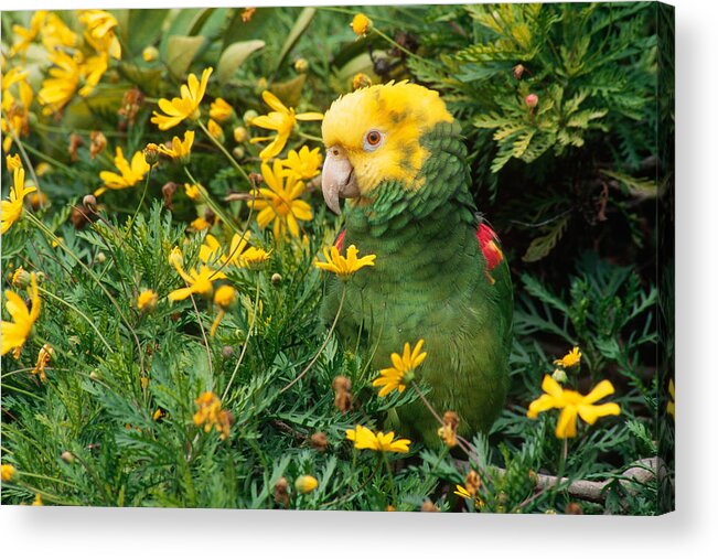 Amazon Parrot Acrylic Print featuring the photograph Double Yellow-headed Amazon Parrot by Craig K. Lorenz