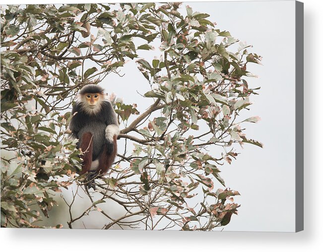 Cyril Ruoso Acrylic Print featuring the photograph Douc Langur Female Vietnam by Cyril Ruoso