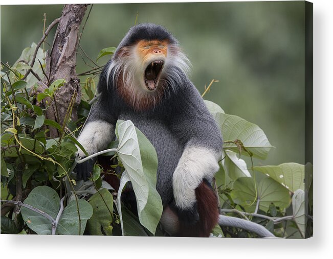 Cyril Ruoso Acrylic Print featuring the photograph Douc Langur Male Yawning Vietnam by Cyril Ruoso