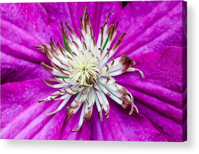 Clematis Acrylic Print featuring the photograph Dr. Seuss Flower No. 1569 by Georgette Grossman