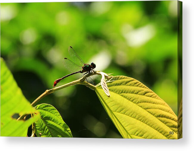 Dragonfly Acrylic Print featuring the photograph Dragonfly at Rest by Sarah Donald