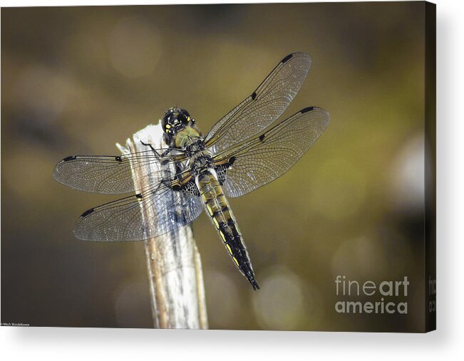 Dragonfly Detailed Acrylic Print featuring the photograph Dragonfly Detailed by Mitch Shindelbower