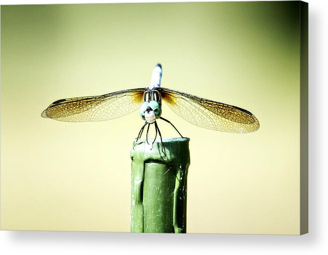 Insect Acrylic Print featuring the photograph DragonFly by Michael White