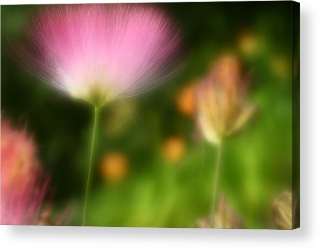 Mimosa Acrylic Print featuring the photograph Dream Seeker by Michael Eingle