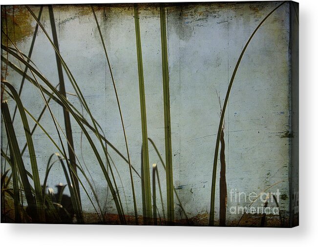  Grasses Acrylic Print featuring the photograph Dreaming of Summer by Chris Armytage