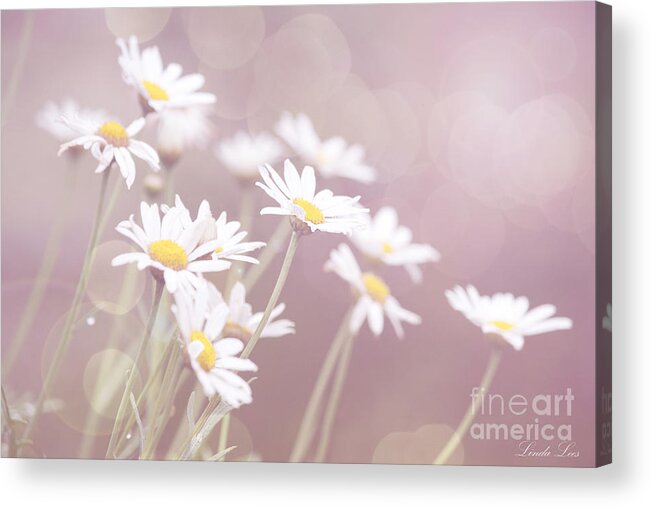 Daisy Acrylic Print featuring the photograph Dreamy Daisies by Linda Lees