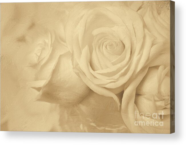 White Roses Acrylic Print featuring the digital art Dreamy Roses by Jayne Carney