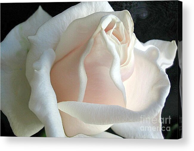 Rose Acrylic Print featuring the photograph Dreamy White Rose by Vivian Martin