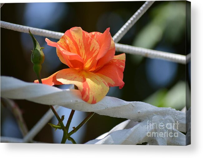  Costa Rica Acrylic Print featuring the photograph Dressed for a Holiday by Pamela Shearer