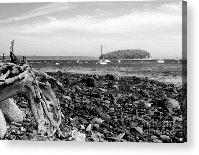 Driftwood On Rocky Beach Acrylic Print featuring the photograph Driftwood and Harbor by Jemmy Archer