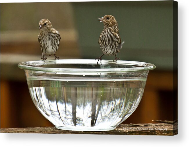 Finch Acrylic Print featuring the photograph Drink Up by Robert L Jackson