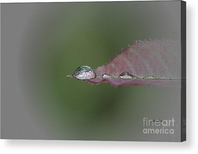 Droplets Acrylic Print featuring the photograph Droplet on the Leaf tip by Yumi Johnson