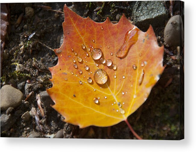 Travel Acrylic Print featuring the photograph Droplets In Autumn Leaf by Owen Weber