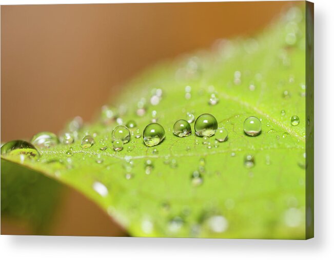 Outdoors Acrylic Print featuring the photograph Droplets On A Leaf by Michael Phillips