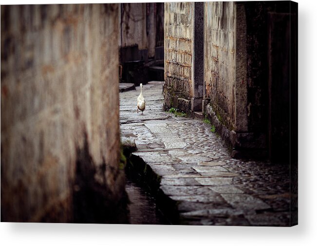 Animal Themes Acrylic Print featuring the photograph Duck In Alley by Jacky Lee