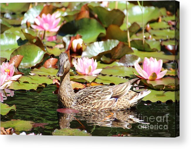 Lilies Acrylic Print featuring the photograph Duck in the Water Lilies by Amanda Mohler