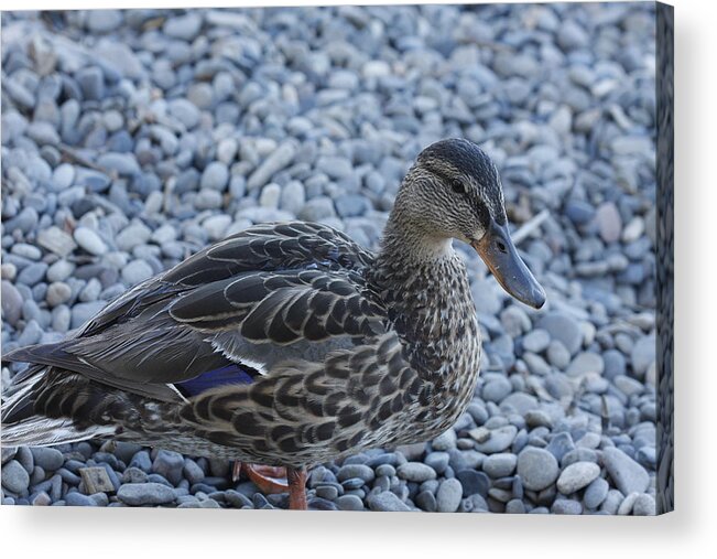 Duck Acrylic Print featuring the photograph Duck by Kimberly Oegerle