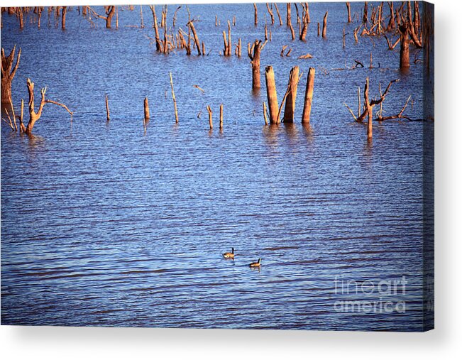 Ducks Acrylic Print featuring the photograph Ducks on the Lake by Pattie Calfy