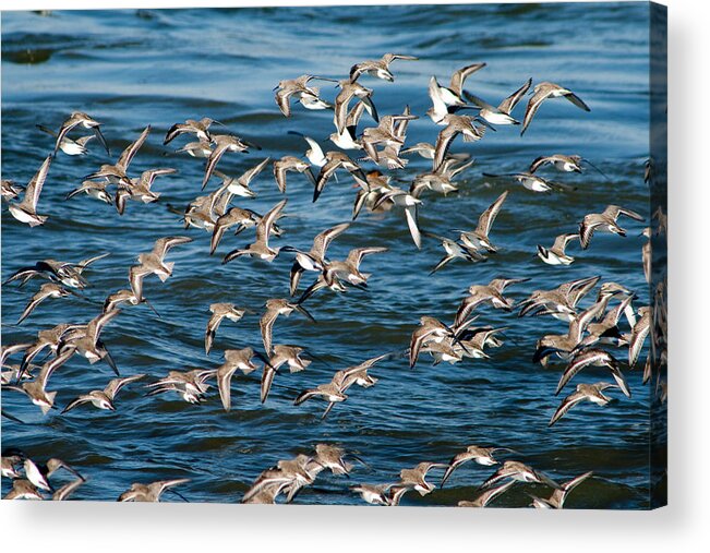 Dunlins Acrylic Print featuring the photograph Dunlins in Flight by Kristia Adams