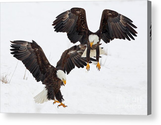 Eagles Acrylic Print featuring the photograph Eagle Duo by Bill Singleton