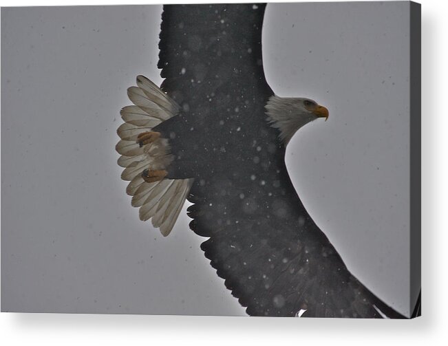 Bald Eagle In Snow Photographs Acrylic Print featuring the photograph Eagle in snow - 4 by Hisao Mogi