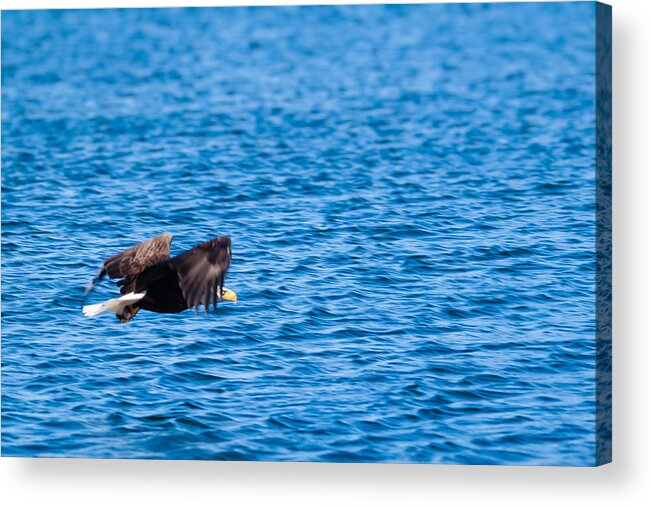 Atlantic Acrylic Print featuring the photograph Eagle With Catch by Lars Lentz