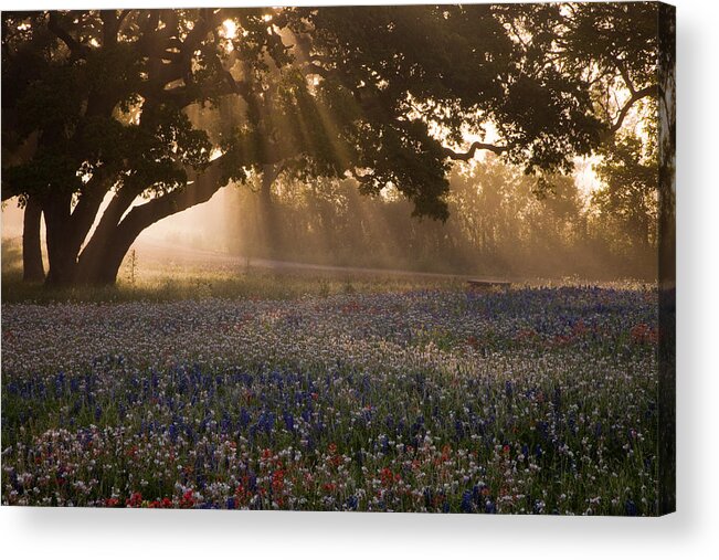 Bluebonnet Acrylic Print featuring the photograph Early Morning Rays by Eggers Photography