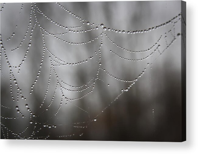 Spider Web Acrylic Print featuring the photograph Early Spring Morning by Glenn DiPaola